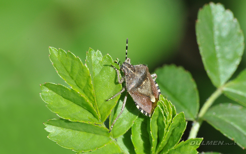 Sloe Bug (Dolycoris baccarum)